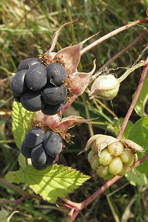 Rubus caesius \ Kratzbeere / Dewberry, D Mannheim 25.7.2006