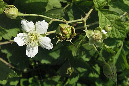 Rubus caesius / Dewberry, D Mannheim 25.7.2006