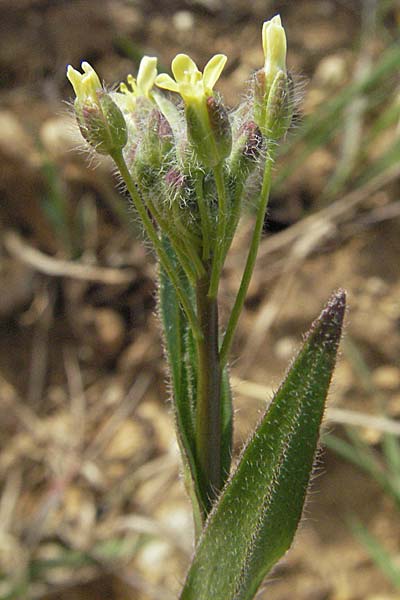 Camelina microcarpa \ Kleinfrchtiger Leindotter / Lesser Gold of Pleasure, Small-Seed False-Flax, D Neuleiningen 5.4.2007