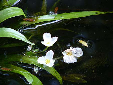 Stratiotes aloides / Water Soldier, D Bruchsal 13.6.2009