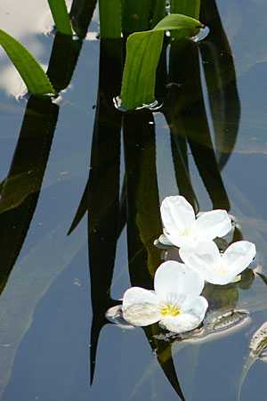 Stratiotes aloides / Water Soldier, D Bruchsal 13.6.2009