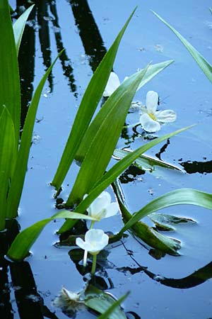 Stratiotes aloides / Water Soldier, D Bruchsal 13.6.2009