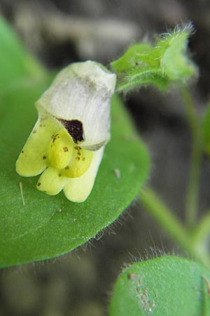 Kickxia spuria \ Unechtes Tnnel-Leinkraut / Round-Leaved Fluellen, D Philippsburg 20.8.2013