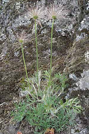 Pulsatilla vulgaris \ Kuhschelle, Khchenschelle, D Donnersberg 30.4.2006