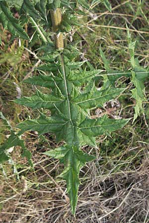 Echinops sphaerocephalus \ Drsenblttrige Kugeldistel, Rundkpfige Kugeldistel / Glandular Globe Thistle, D Viernheim 7.7.2006