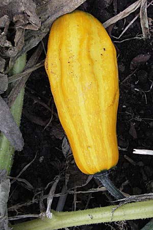 Cucurbita pepo \ Krbis / Marrow, D Dossenheim 28.9.2006