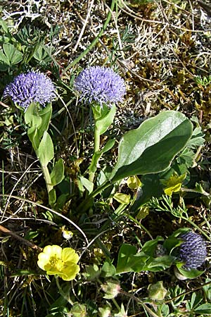 Globularia bisnagarica / Common Globularia, D Grünstadt-Asselheim 4.5.2008