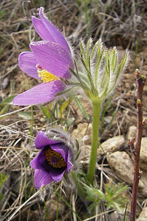 Pulsatilla vulgaris / Common Pasque-Flower, D Kallstadt 5.4.2009