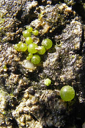 Nostoc pruniforme \ Teich-Pflaume / Mare's Eggs, D Groß-Gerau 21.10.2009