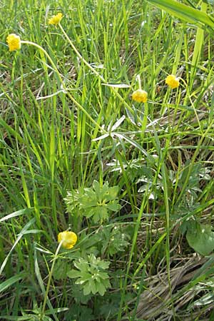 Ranunculus kunzii \ Kunz' Gold-Hahnenfu / Kunz' Goldilocks, D Maulburg 13.4.2011