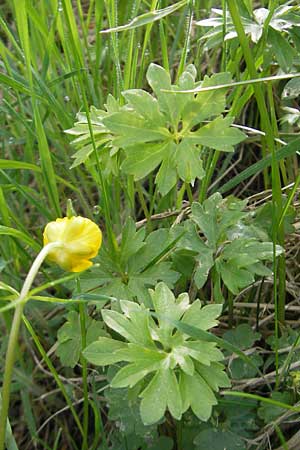 Ranunculus kunzii \ Kunz' Gold-Hahnenfu / Kunz' Goldilocks, D Maulburg 13.4.2011