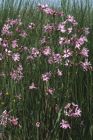 Silene flos-cuculi / Ragged Robin, D island Spiekeroog 10.6.1984