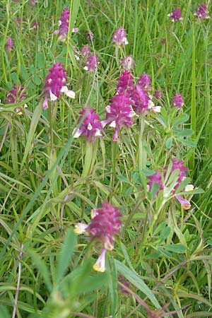 Melampyrum cristatum \ Kamm-Wachtelweizen / Crested Cow-Wheat, D Neuburg an der Donau 7.6.2012