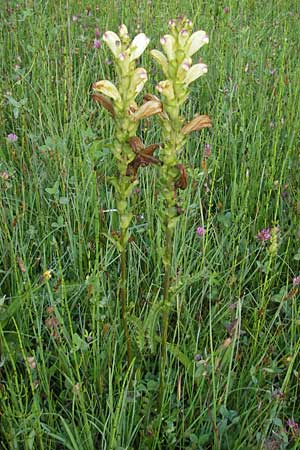 Pedicularis sceptrum-carolinum \ Karlszepter-Lusekraut, Moorknig / Moor King, Lousewort, D Ettal 21.6.2011