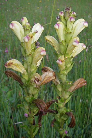 Pedicularis sceptrum-carolinum \ Karlszepter-Lusekraut, Moorknig / Moor King, Lousewort, D Ettal 21.6.2011