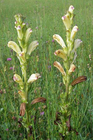 Pedicularis sceptrum-carolinum \ Karlszepter-Lusekraut, Moorknig / Moor King, Lousewort, D Ettal 21.6.2011