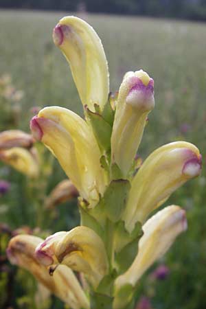 Pedicularis sceptrum-carolinum \ Karlszepter-Lusekraut, Moorknig / Moor King, Lousewort, D Ettal 21.6.2011