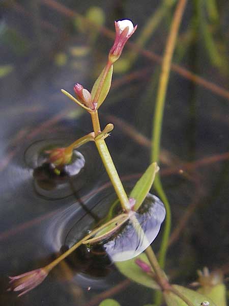 Lindernia procumbens \ Liegendes Bchsenkraut / Prostrate False Pimpernel, D Kehl 7.9.2011