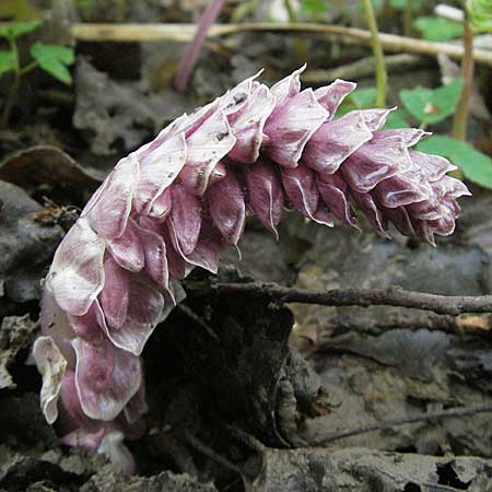 Lathraea squamaria \ Gewhnliche Schuppenwurz / Toothwort, D Mosbach 14.4.2006