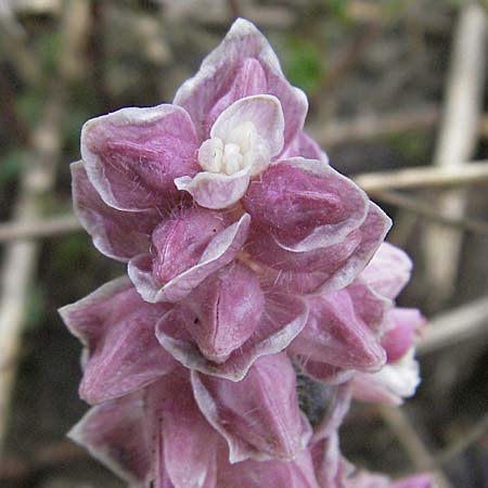 Lathraea squamaria \ Gewhnliche Schuppenwurz / Toothwort, D Mosbach 14.4.2006