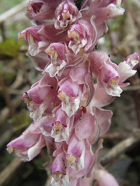 Lathraea squamaria \ Gewhnliche Schuppenwurz / Toothwort, D Mosbach 14.4.2006