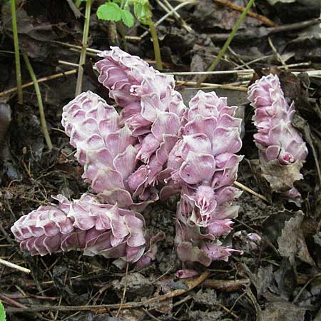 Lathraea squamaria \ Gewhnliche Schuppenwurz / Toothwort, D Mosbach 14.4.2006