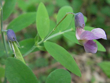 Lathyrus linifolius / Bitter Vetchling, D Odenwald, Unterabtsteinach 20.5.2006