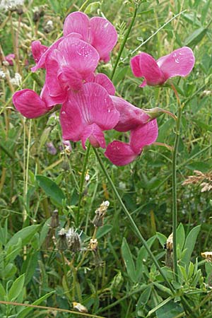 Lathyrus tuberosus / Tuberous Pea, D Neuleiningen 16.6.2006