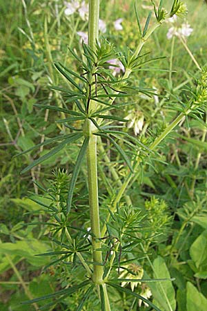 Galium verum \ Echtes Labkraut, D Weinheim an der Bergstraße 20.6.2006