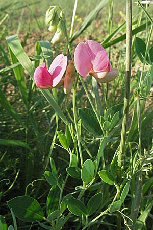 Lathyrus tuberosus / Tuberous Pea, D Ladenburg 21.6.2006