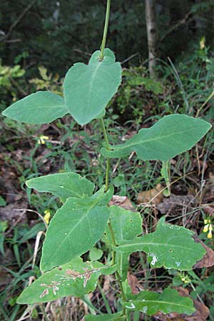 Prenanthes purpurea / Purple Lettuce, D Schriesheim-Altenbach 13.7.2006