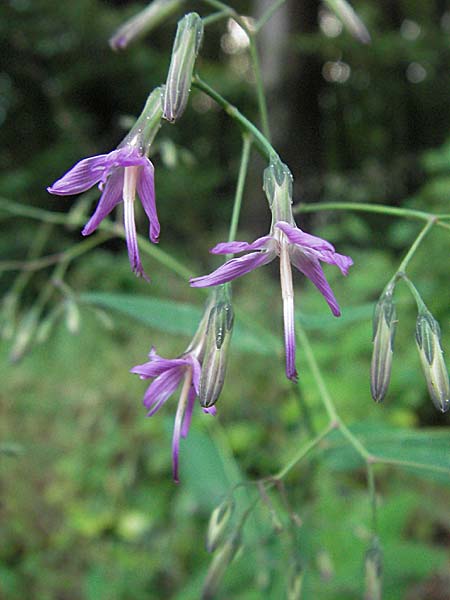 Prenanthes purpurea \ Purpur-Hasenlattich, D Schriesheim-Altenbach 13.7.2006