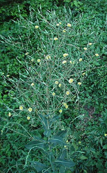 Lactuca virosa / Great Lettuce, D Pforzheim 15.7.2006