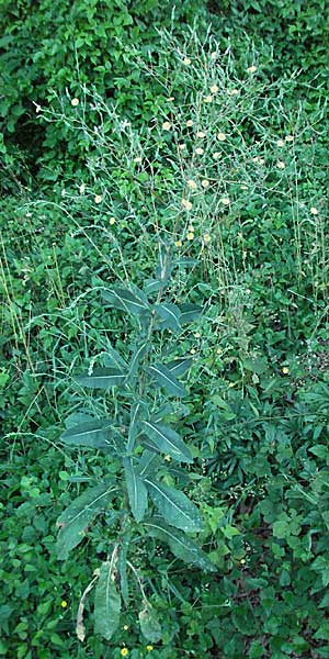 Lactuca virosa \ Gift-Lattich / Great Lettuce, D Pforzheim 15.7.2006