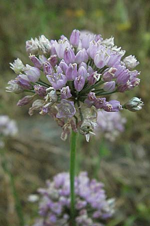 Allium angulosum \ Kanten-Lauch / Angle Onion, D Mannheim,  Friesenheimer Insel 28.7.2006