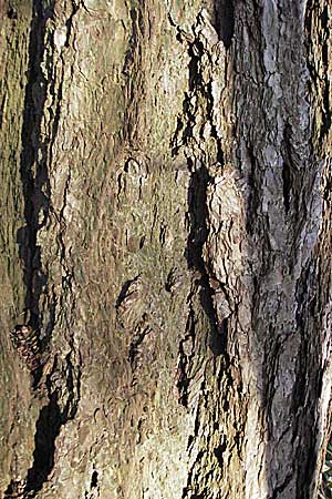 Larix decidua \ Europische Lrche / European Larch, D Weinheim an der Bergstraße 14.1.2007