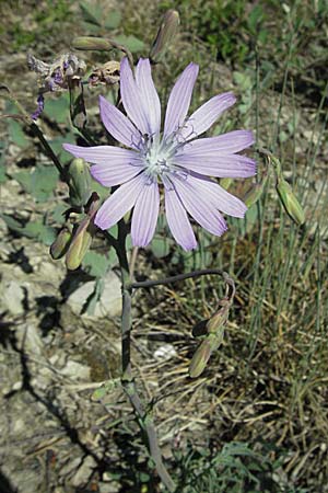 Lactuca perennis \ Blauer Lattich / Blue Lettuce, D Karlstadt 30.4.2007