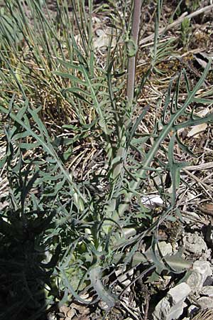 Lactuca perennis / Blue Lettuce, D Karlstadt 30.4.2007