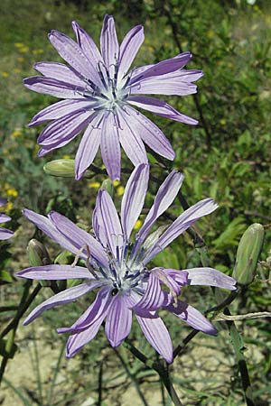 Lactuca perennis / Blue Lettuce, D Karlstadt 30.4.2007