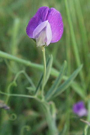 Lathyrus hirsutus / Hairy Vetchling, D Neuleiningen 12.6.2007