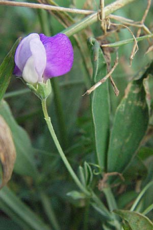 Lathyrus hirsutus / Hairy Vetchling, D Neuleiningen 12.6.2007