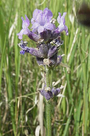 Lavandula angustifolia \ Echter Lavendel / Common Lavender, D Mannheim 28.6.2007