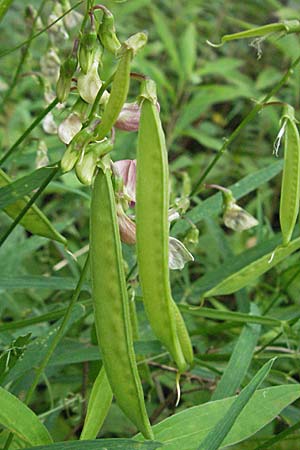 Lathyrus sylvestris / Narrow-Leaved Flat Pea, D Germersheim-Lingenfeld 28.7.2007