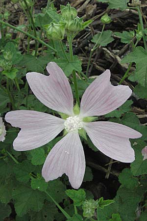 Malva thuringiaca \ Thringer Strauchpappel / Thuringian Mallow, D Babenhausen 11.8.2007