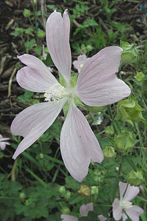 Malva thuringiaca \ Thringer Strauchpappel / Thuringian Mallow, D Babenhausen 11.8.2007