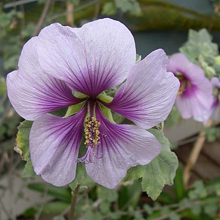 Malva subovata \ Strand-Strauchpappel / Sea Mallow, D Weinheim an der Bergstraße, Botan. Gar.  Hermannshof 31.3.2008