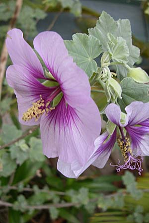 Malva subovata / Sea Mallow, D Weinheim an der Bergstraße, Botan. Gar.  Hermannshof 31.3.2008