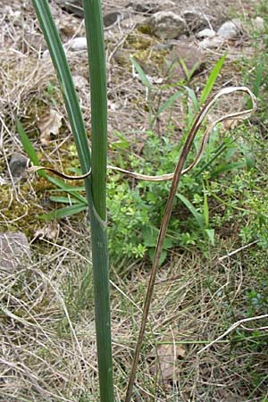 Allium vineale \ Weinberg-Lauch / Wild Onion, D Kaiserstuhl,  Vogtsburg 12.7.2008