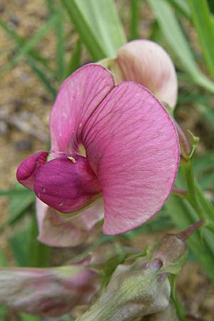 Lathyrus sylvestris \ Wald-Platterbse / Narrow-Leaved Flat Pea, D Sasbach am Kaiserstuhl 23.8.2008