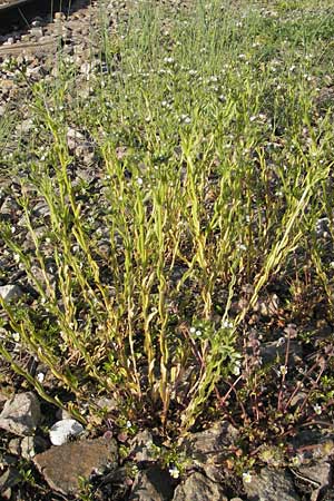 Buglossoides arvensis subsp. arvensis / Field Gromwell, D Mannheim 22.4.2010